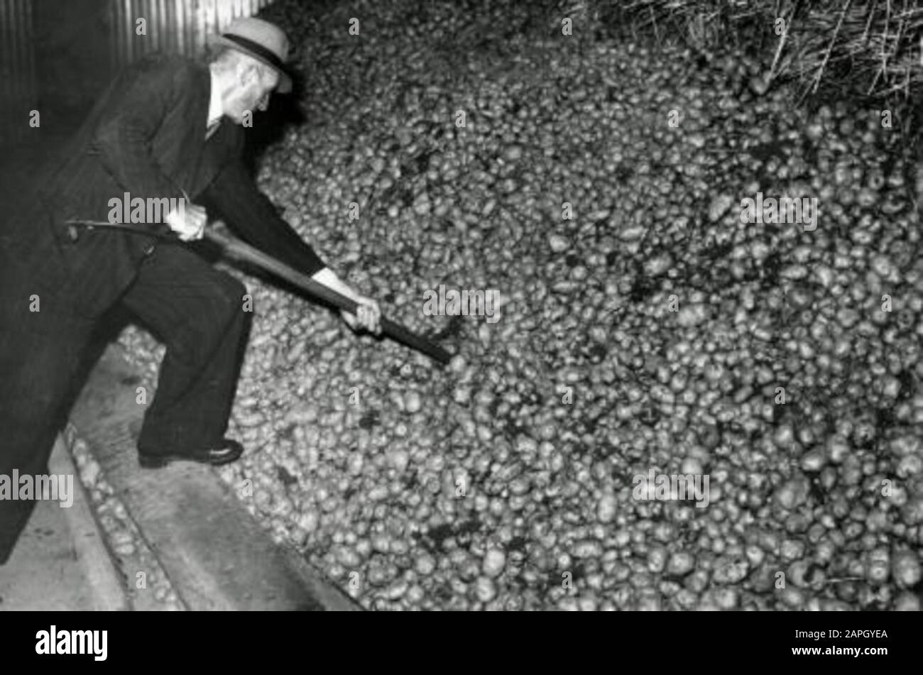 Spaarnestad foto/SFA022804322 seconda guerra mondiale, controllo del cibo. L'uomo cerca con una presa inversa in una montagna di patate. Luogo sconosciuto, 1941.; Foto Stock