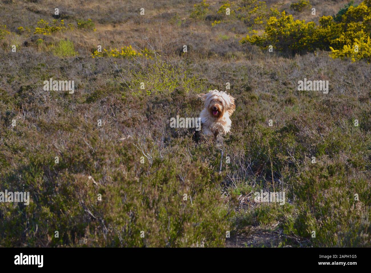 Un cane molto felice, peloso, sabbioso colorato (albicocca / biondo) cockapoo che corre in erica in campagna. Bocca aperta e lingua fuori. Gorge cespugli in Foto Stock