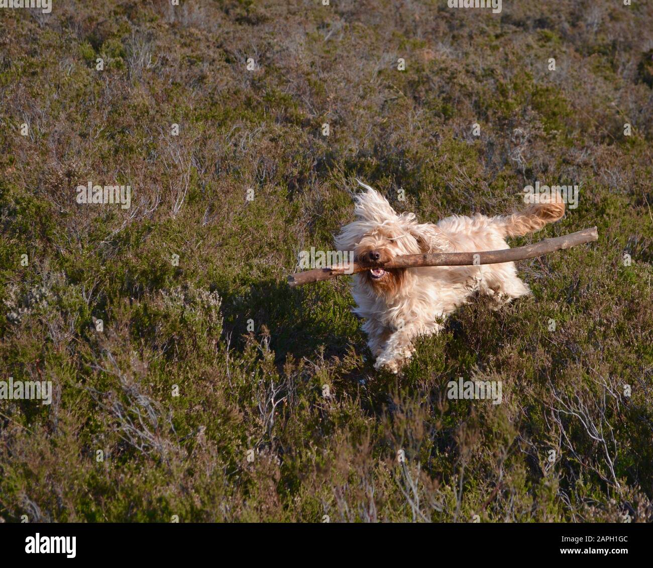 Un cane Cockapoo con lunghi e disordinati capelli colorati di sabbia (biondo / albicocca) che corrono attraverso l'erica in campagna, tenendo un grosso bastone in bocca, v Foto Stock