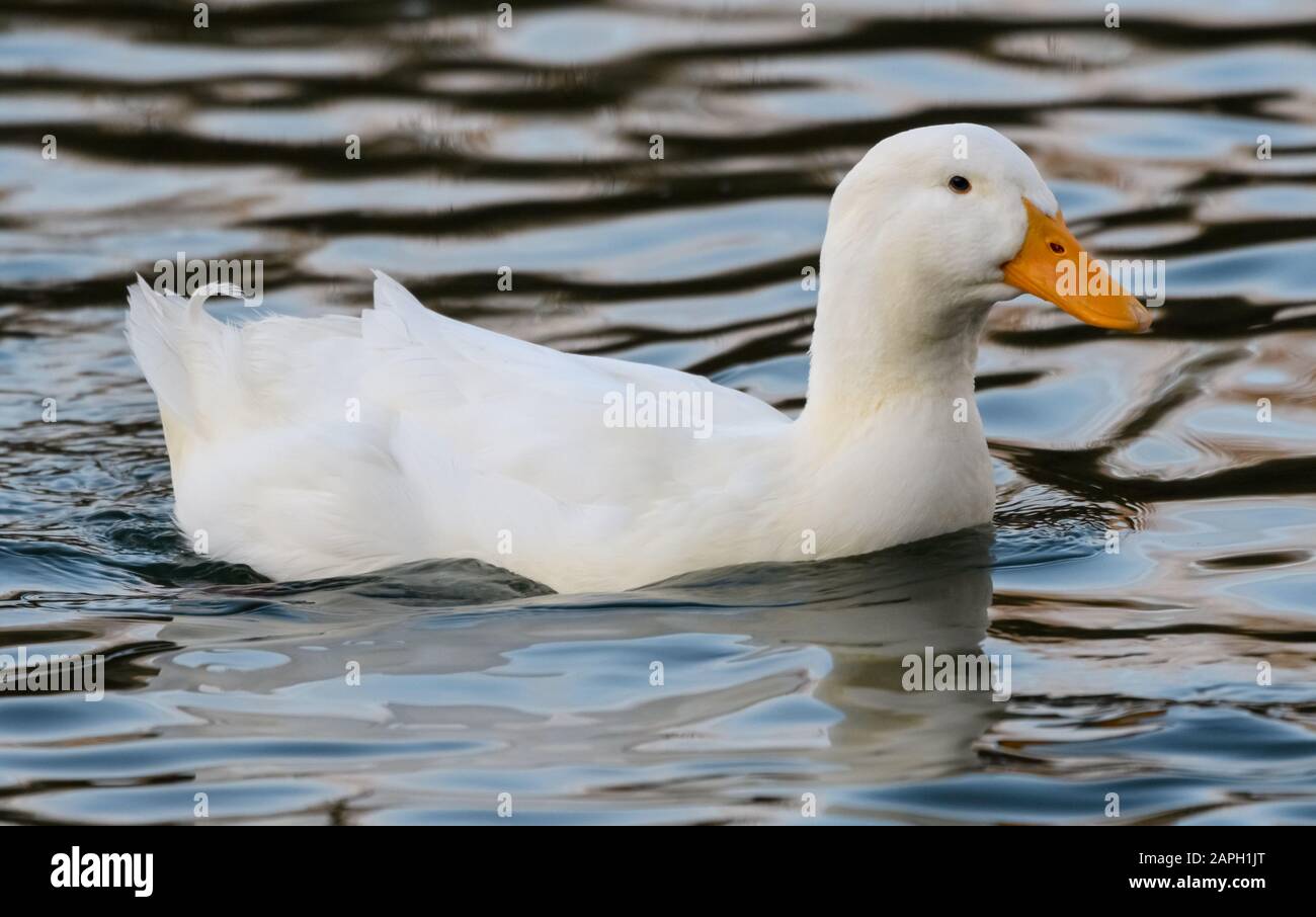 Un Pekin, o anatra Long Island, una variante addomesticata del mallard, nuotando sulle acque Dei Pascoli di Dinton Foto Stock