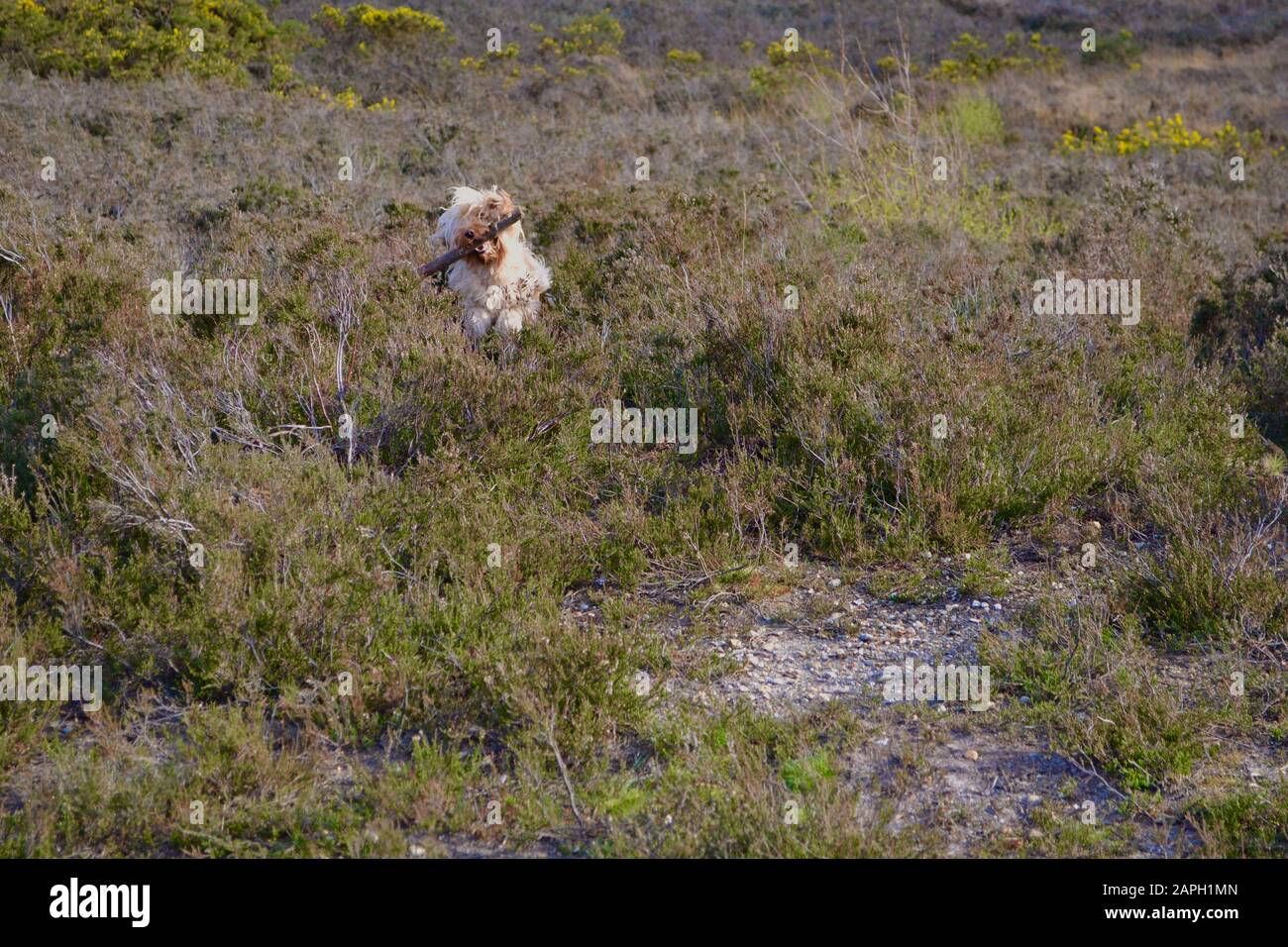 Un cane felice Cockapoo che corre attraverso erica in campagna portando un bastone grande in bocca, giocando fetch. Capelli lunghi color sabbia (albicocca / Foto Stock