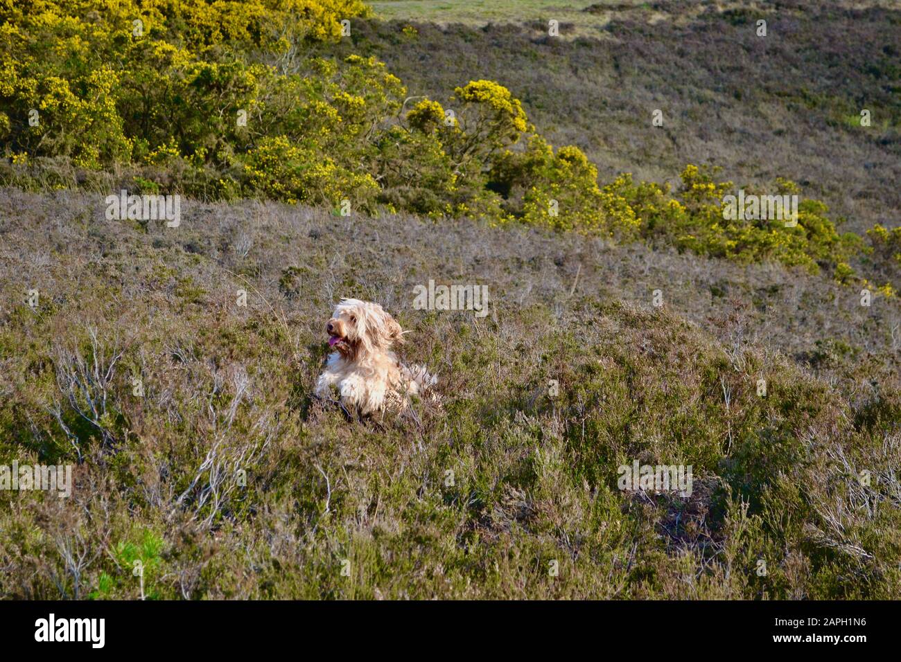Un cane molto felice, peloso, sabbioso colorato (albicocca / biondo) cockapoo salto nel profondo erica in campagna. Bocca aperta e lingua fuori. Gorga b Foto Stock