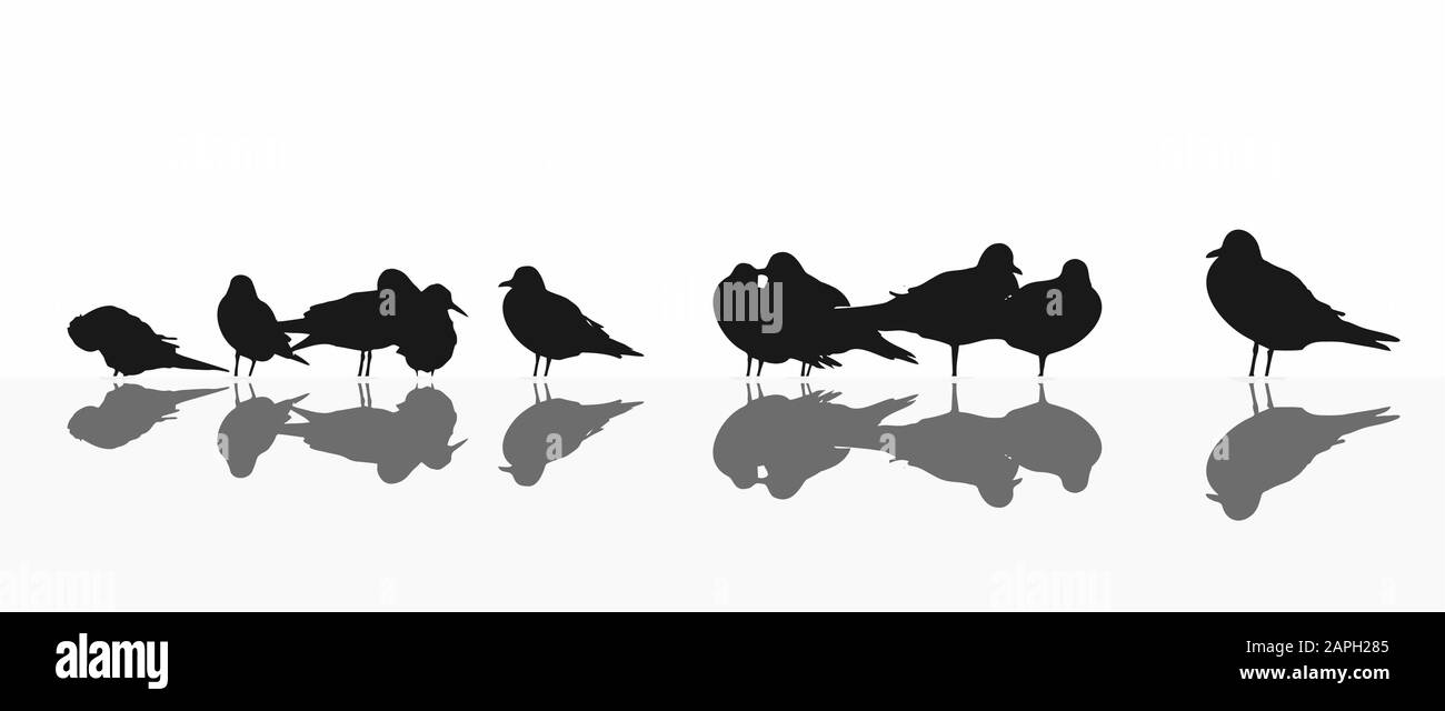 colonia mista seagull, silhouette su bianco Illustrazione Vettoriale