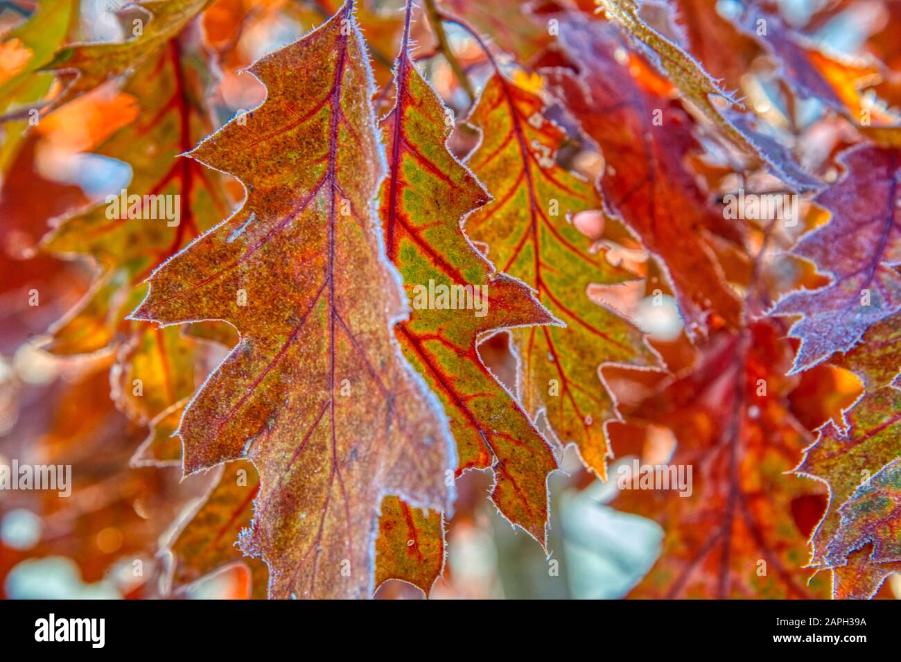 Foglie d'autunno coperte di gelo a Stowe Vermont USA Foto Stock