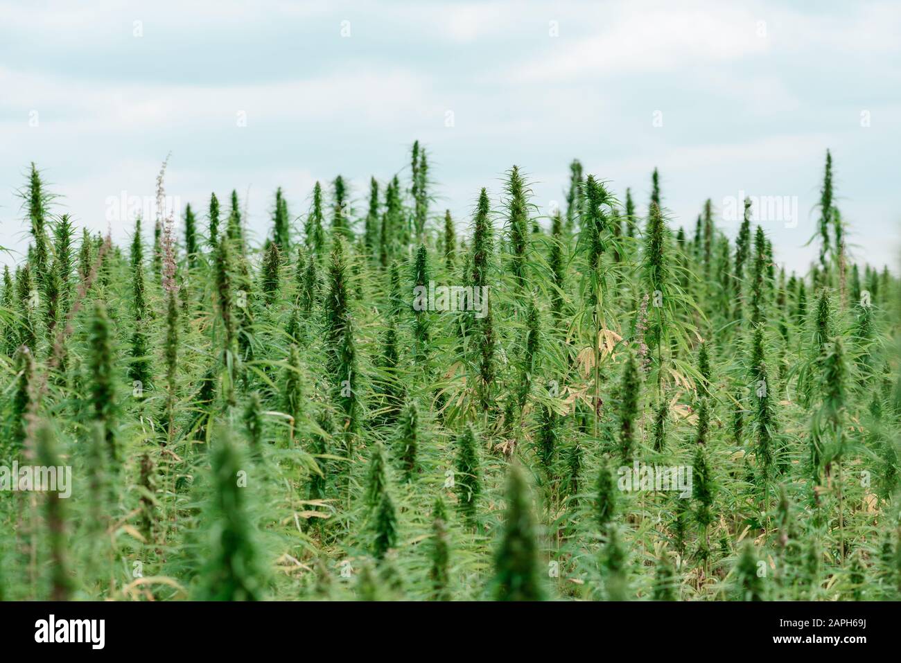 Coltivazione agricola industriale di canapa Foto Stock