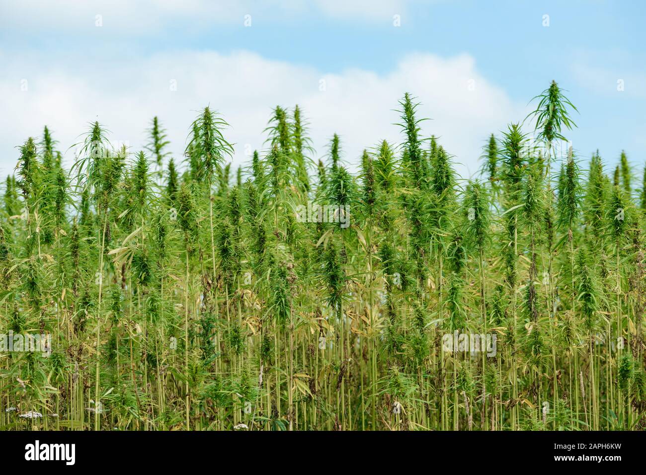 Piantagione industriale di campi di canapa Foto Stock