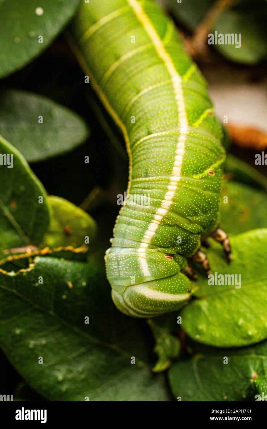 caterpillar verde. Florianopolis, Santa Catarina, Brasile. Foto Stock