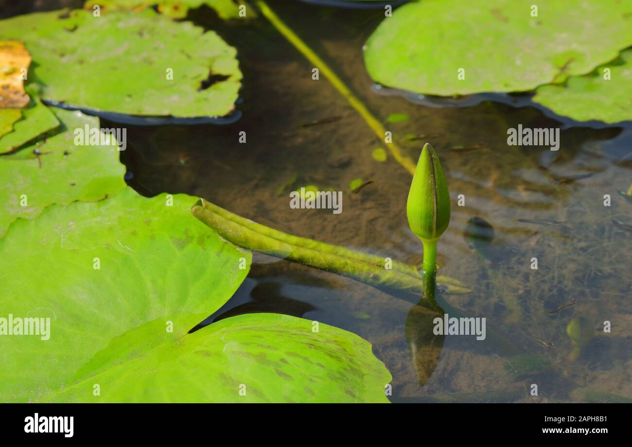 Germoglio di loto o giglio d'acqua nello stagno, nel loto buddismo simboleggia la purezza e l'illuminazione, anche se cresce in acqua fangosa ma sale sopra la superficie Foto Stock