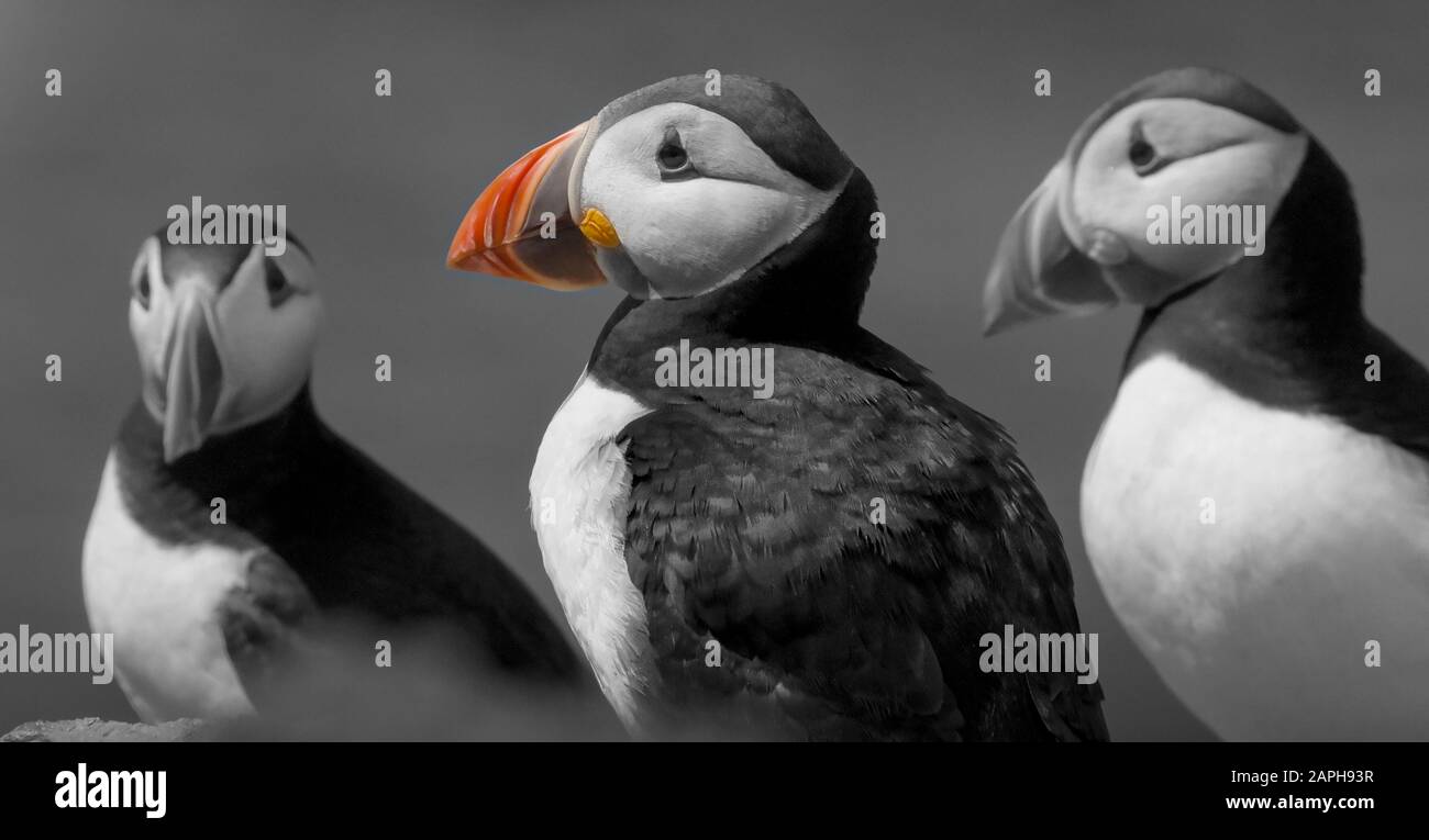 Immagine monocromatica di Puffins Atlantico, Fratercola arctica, con becco colorato. Mostrare indipendenza, originalità, insolito, in piedi dalla folla Foto Stock