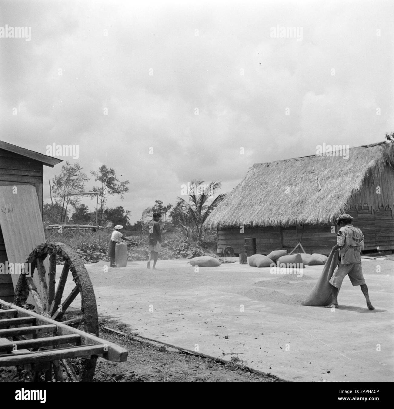 Viaggio a Suriname e Antille Olandesi Descrizione: L'apparato trebbiante del mulino a Nickerie Data: 1947 luogo: Nickerie, Suriname Parole Chiave: Popolazione indigena, riso Foto Stock