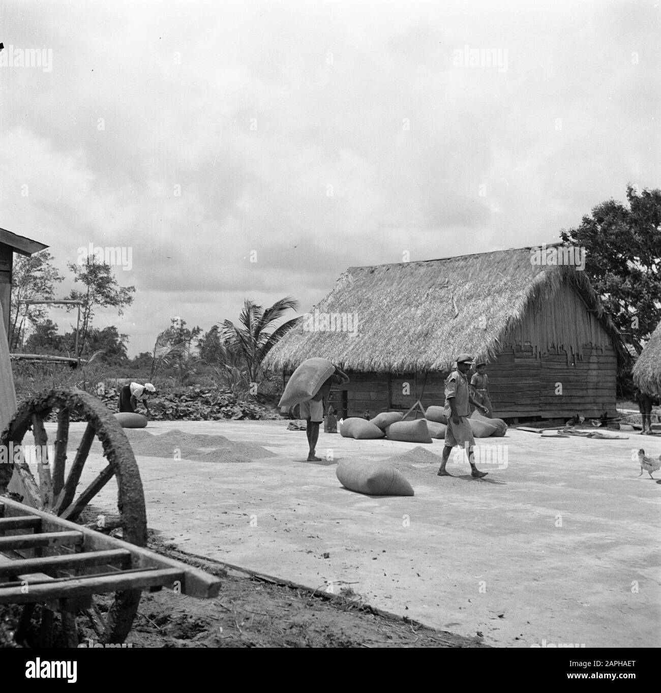 Viaggi a Suriname e Antille Olandesi Descrizione: L'apparato trebbiante di un mulino a riso in Nickerie Data: 1947 Ubicazione: Nickerie, Suriname Parole Chiave: Riso Foto Stock