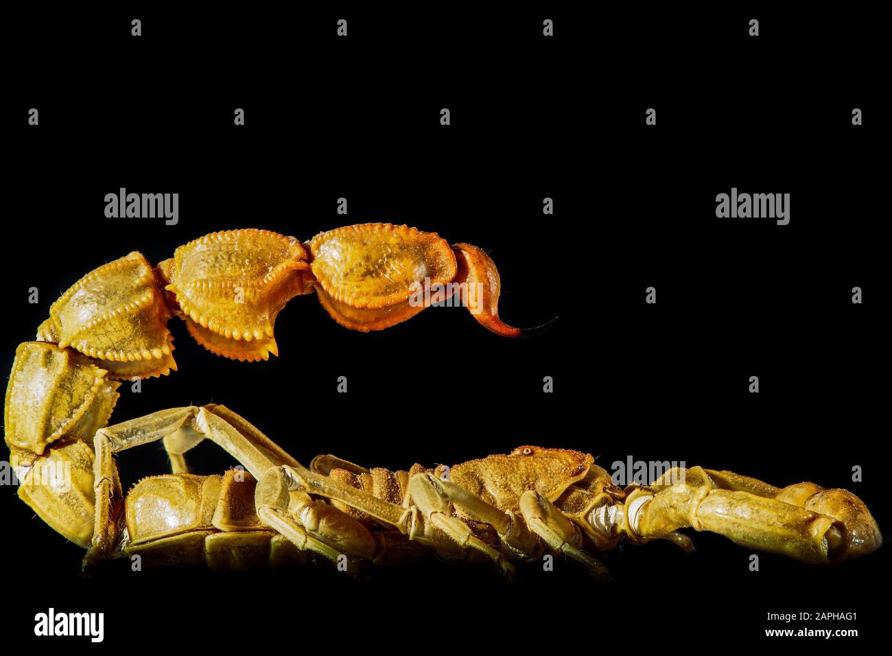 scorpione giallo deserto Foto Stock