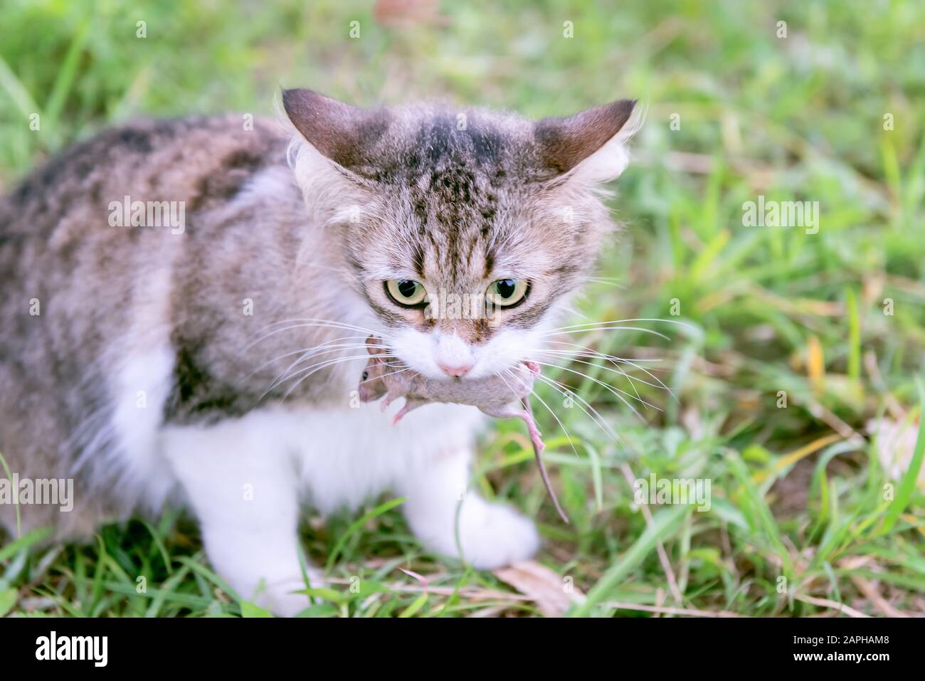 Casa domestica gatto che tiene piccolo topo in bocca guardando erba esterna caccia Foto Stock