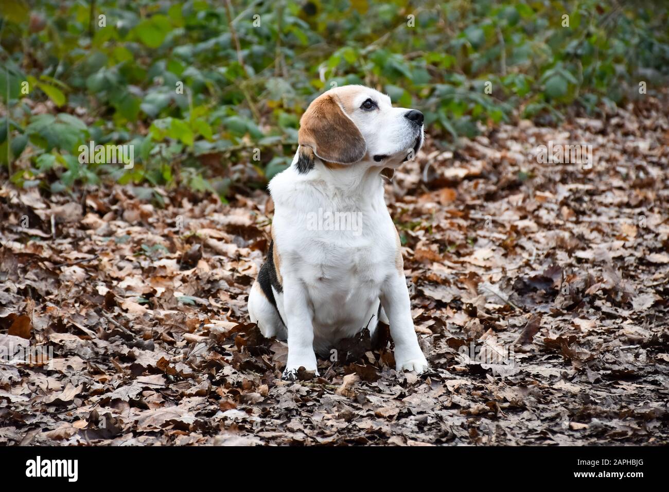 Beagle nella foresta in una giornata invernale Foto Stock