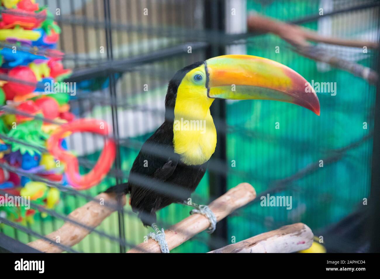 Ritratto di closeup di una bella grande hornbill indiano, uccello tropicale colorato, specie animale Vulnerabile da Asia - immagine Foto Stock