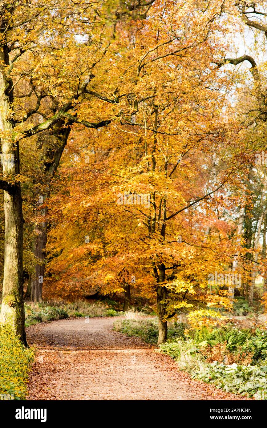 Alberi autunnali in pieno colore autunnale in inglese boschi Trentham Gardens Staffordshire Inghilterra UK Foto Stock