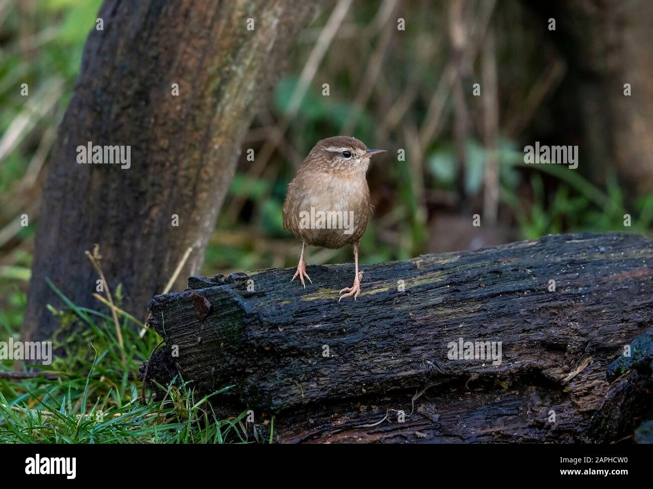 Wren- Troglodytes troglodytes perches su un ceppo. Inverno Foto Stock