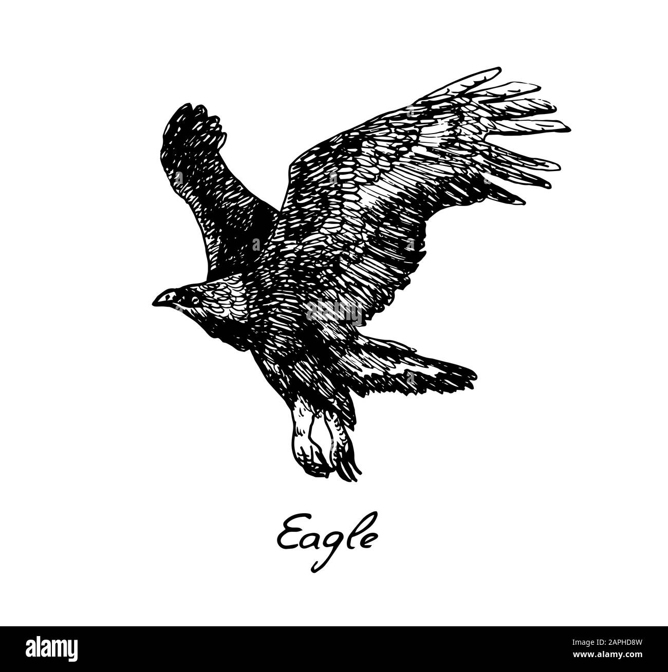Vista laterale Eagle flying, con iscrizione, doodle disegnato a mano, schizzo in stile pop art, illustrazione Foto Stock