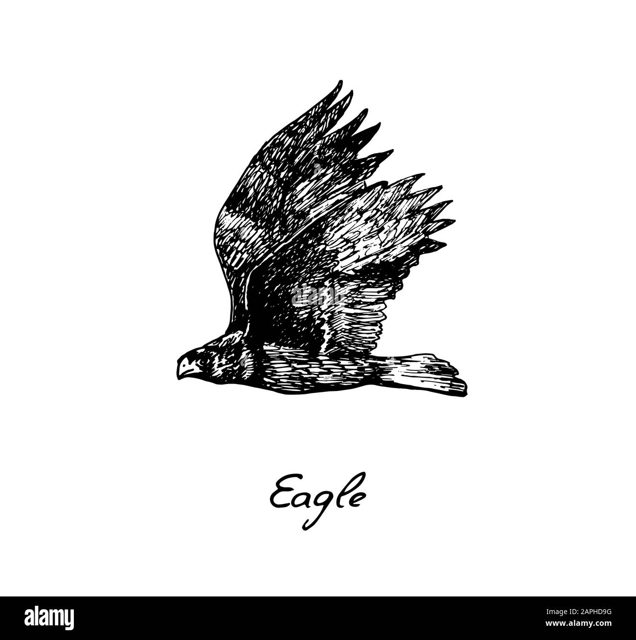 Vista laterale Eagle flying, con iscrizione, doodle disegnato a mano, schizzo in stile vintage, illustrazione Foto Stock