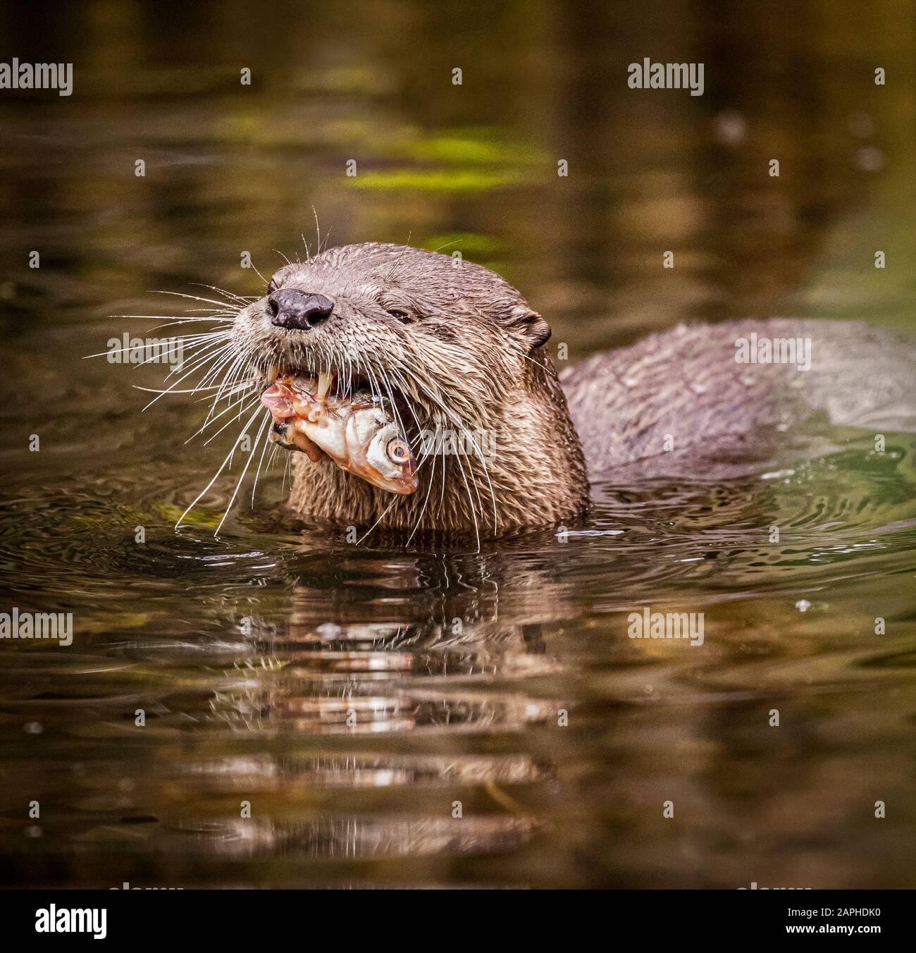 L'Asian Short-Clawed Otter (Amblonyx Cinereus) Pesca Foto Stock