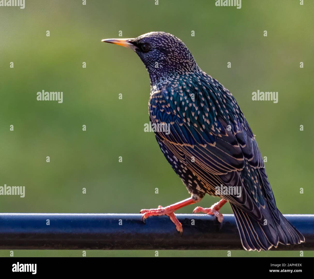 Starling europeo comune (Sturnus vulgaris) Arroccato su un palo Foto Stock