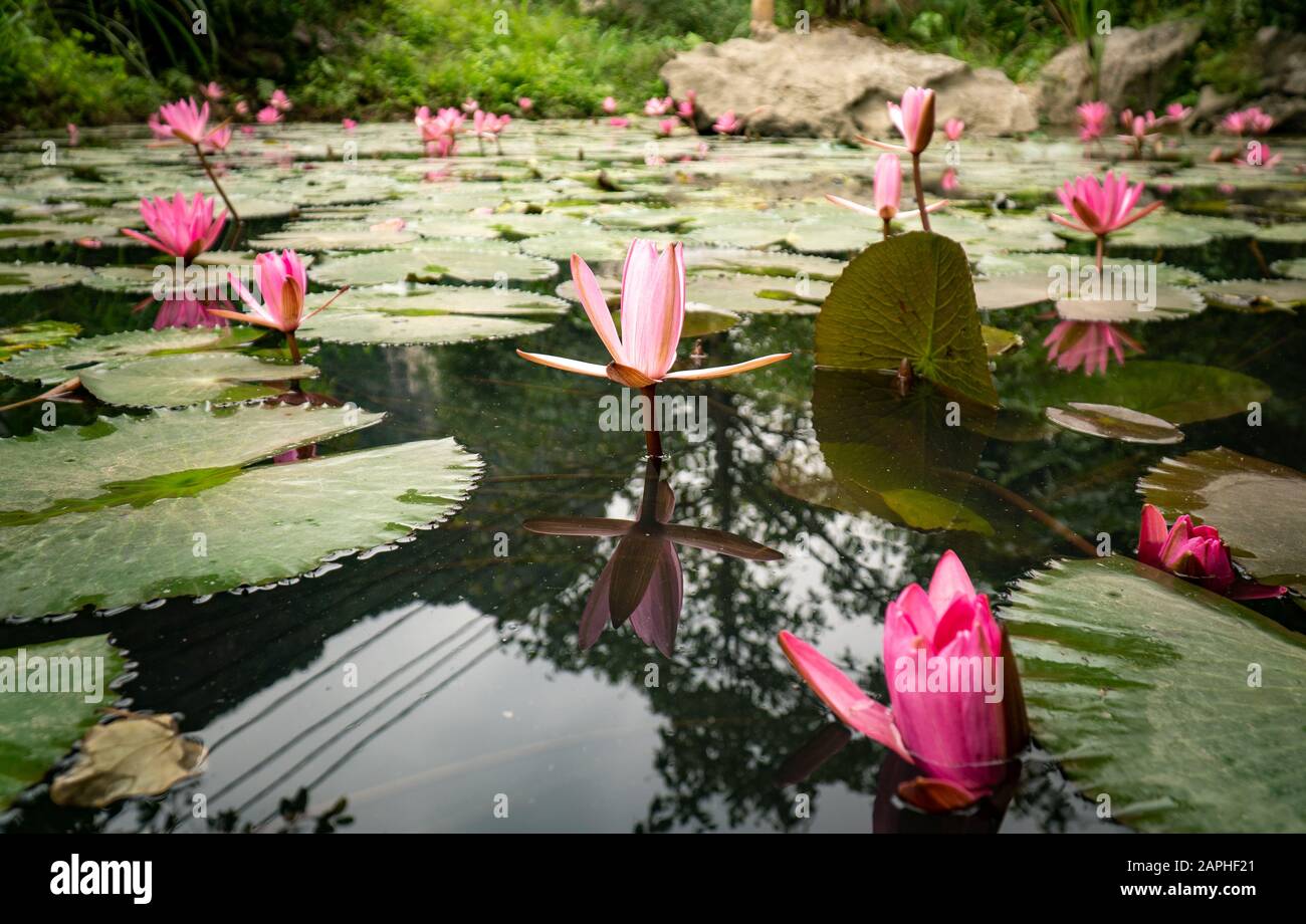 Gruppo di lily pad e fiori rosa in stagno primo piano Ninh Binh, Vietnam Foto Stock