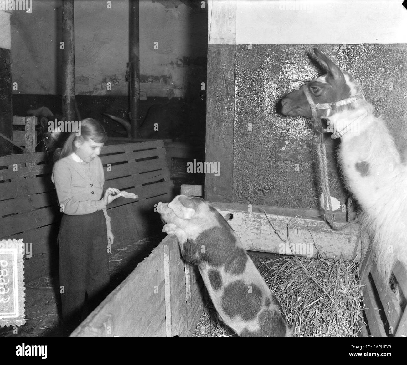 Circus Strassburger Amsterdam Data: 20 Dicembre 1954 Luogo: Amsterdam, Noord-Holland Nome Dell'Istituzione: Strassburger Circus Foto Stock