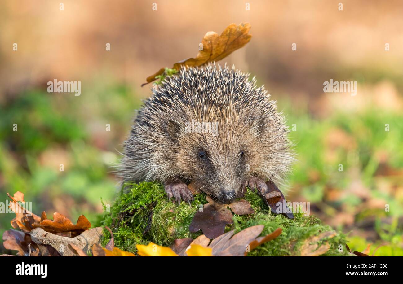 Hedgehog (nome scientifico: Erinaceus europaeus) selvatico, nativo, europeo hedgehog in habitat naturale boschivo, con muschio verde e foglie d'autunno. Foto Stock