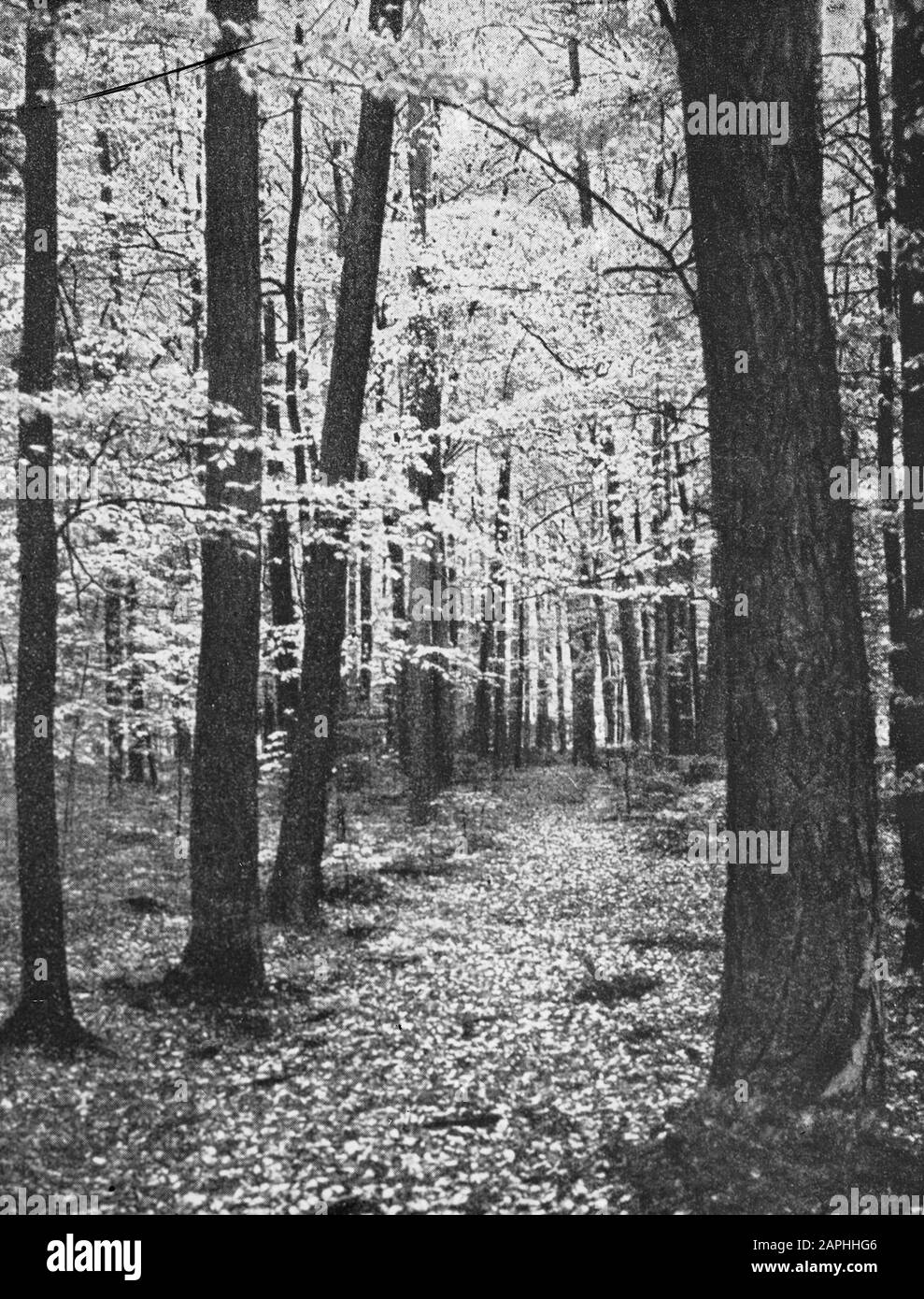 Data di danneggiamento: Parole Chiave non date: Selvicoltura, silvicoltura, estero Nome personale: Groveden Foto Stock