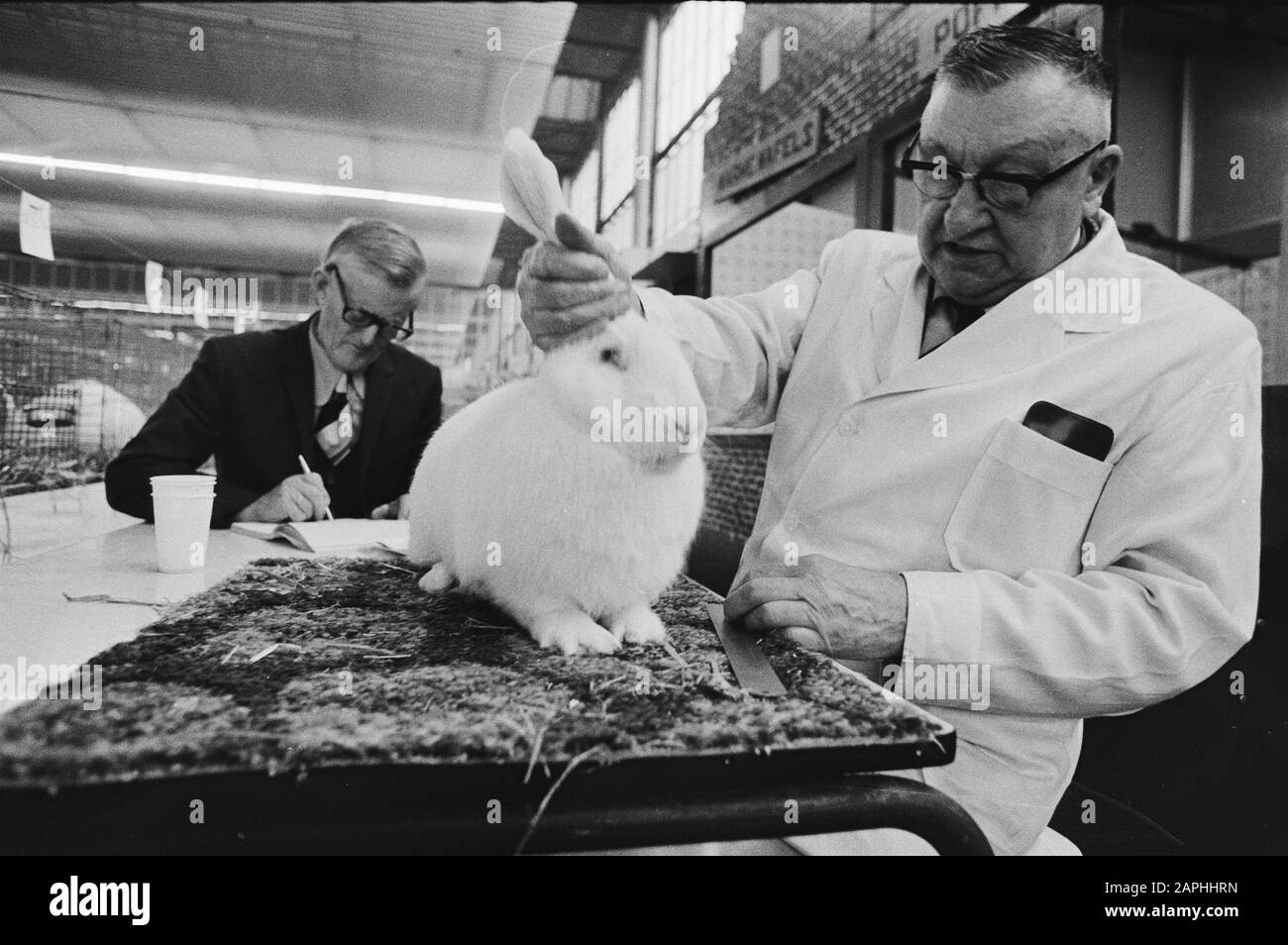 Ispezione animali Saco mostra piccoli animali nella RAI Descrizione: L'ispezione di un coniglio Data: 23 novembre 1979 luogo: Amsterdam/Noord-Holland Parole Chiave: Ispezioni, ispettori, conigli, mostre Nome personale: Coniglio Nome dell'istituzione: Rai Foto Stock