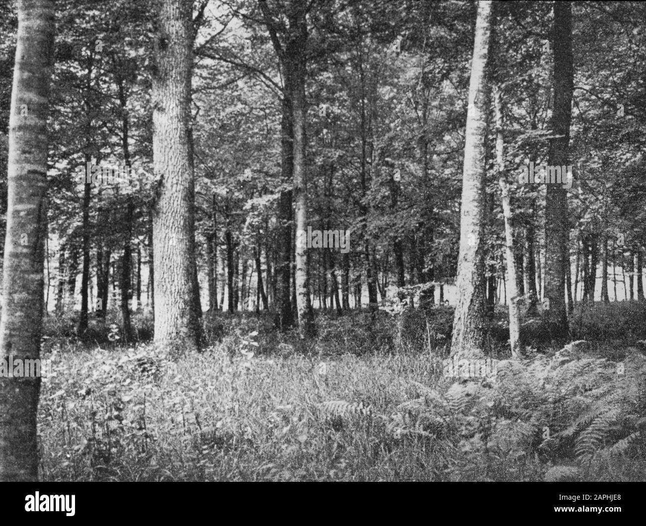 Selvicoltura, estero, foreste, querce, faggio, betulla, alghe, felce Data: Parole Chiave non date: Selvicoltura, silvicoltura, silvicoltura, estero Nome personale: Betulla, faggio, quercia, barca, agrass Foto Stock