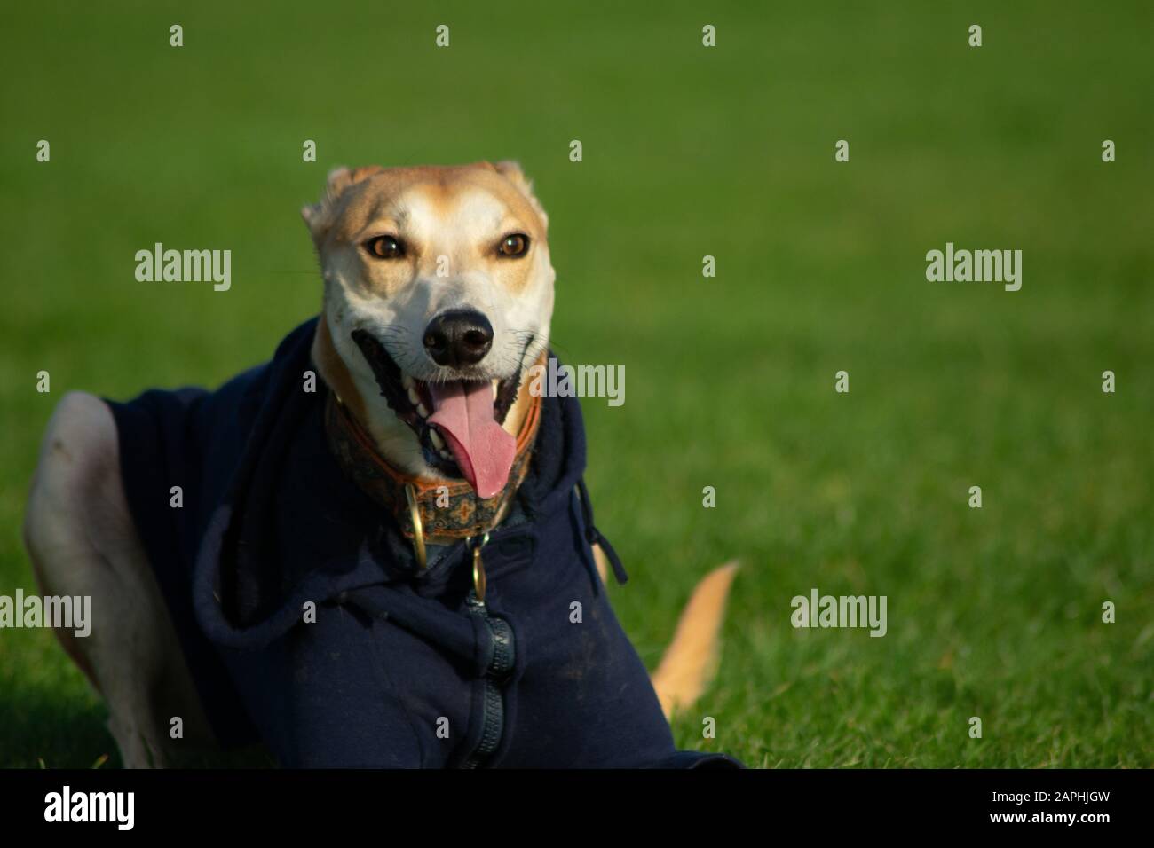 Croce Saluki Foto Stock