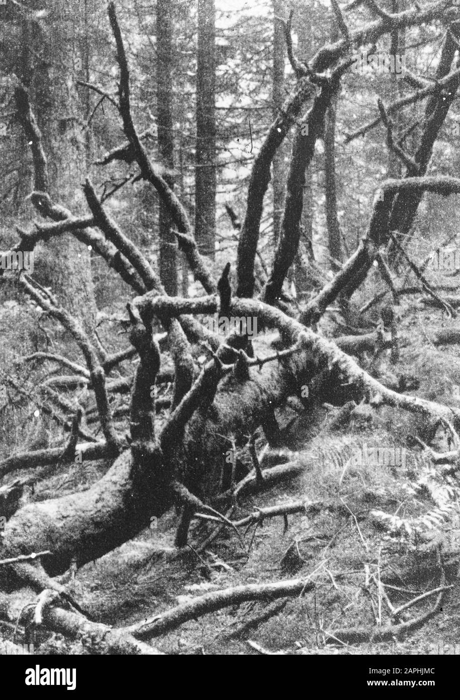 Selvicoltura, estero, foreste volti, Fijnspar, Jungle Data: Parole Chiave dense: Forestale, forestale, forestale, nome Della Persona straniera: Fijnspar, giungla Foto Stock