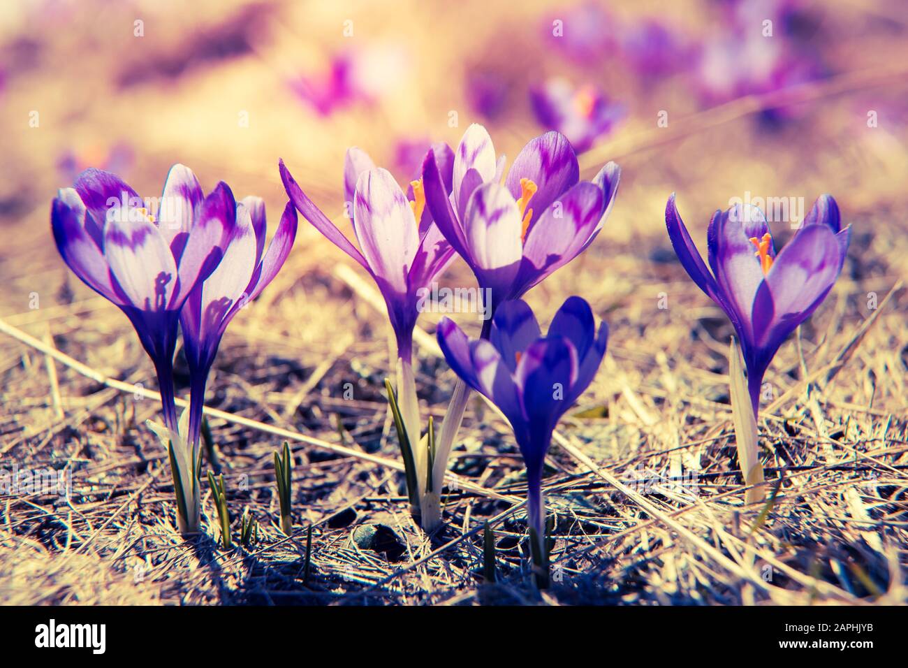 Fiore croco viola sul prato primaverile. Carpathian, Ucraina, Europa. Mondo di bellezza. Filtro retrò. Effetto tonificante Instagram. Foto Stock