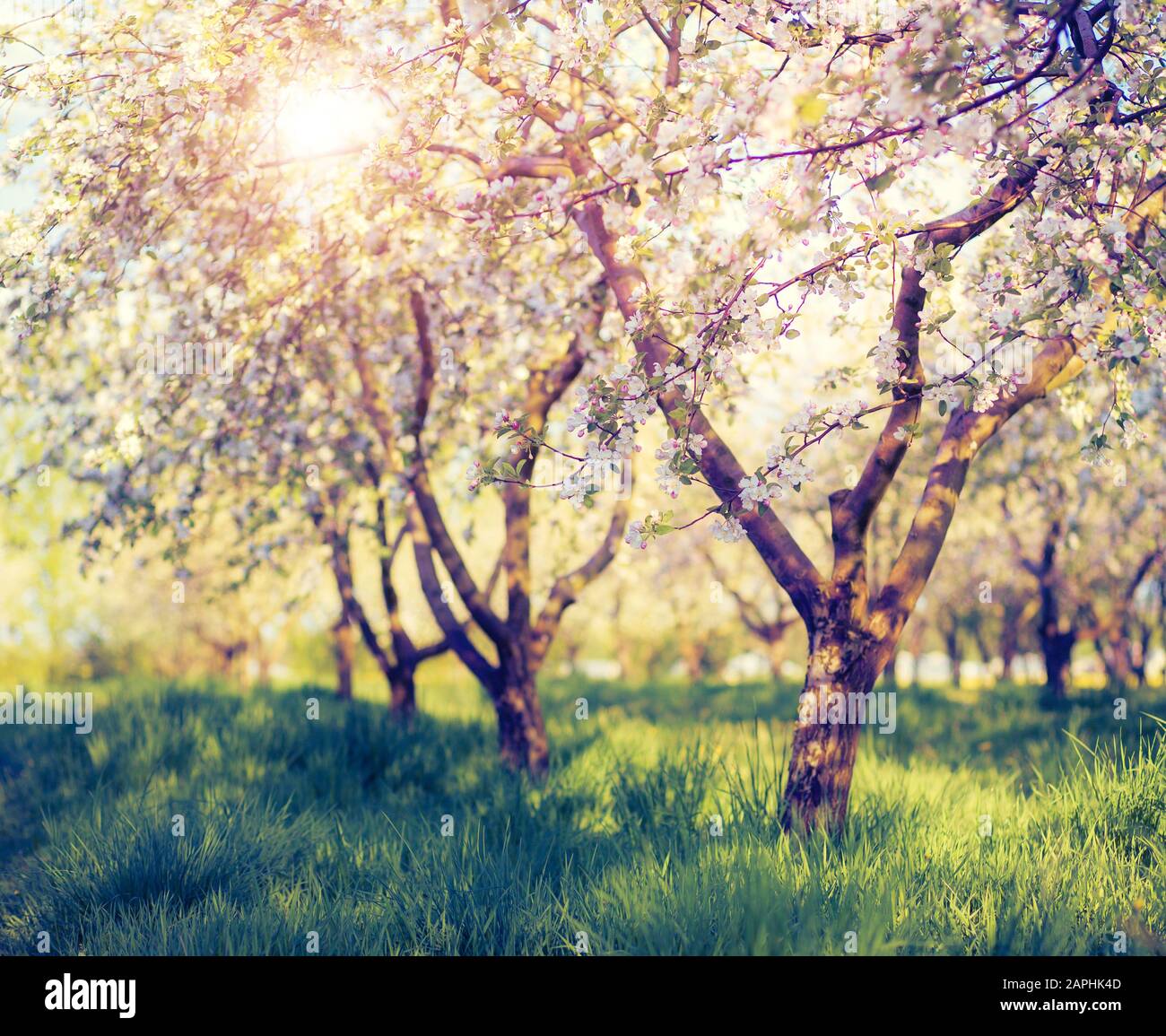 Frutteto di mele in fiore in primavera. Filtro retrò. Effetto Instagram. Ucraina, Europa. Mondo di bellezza. Foto Stock