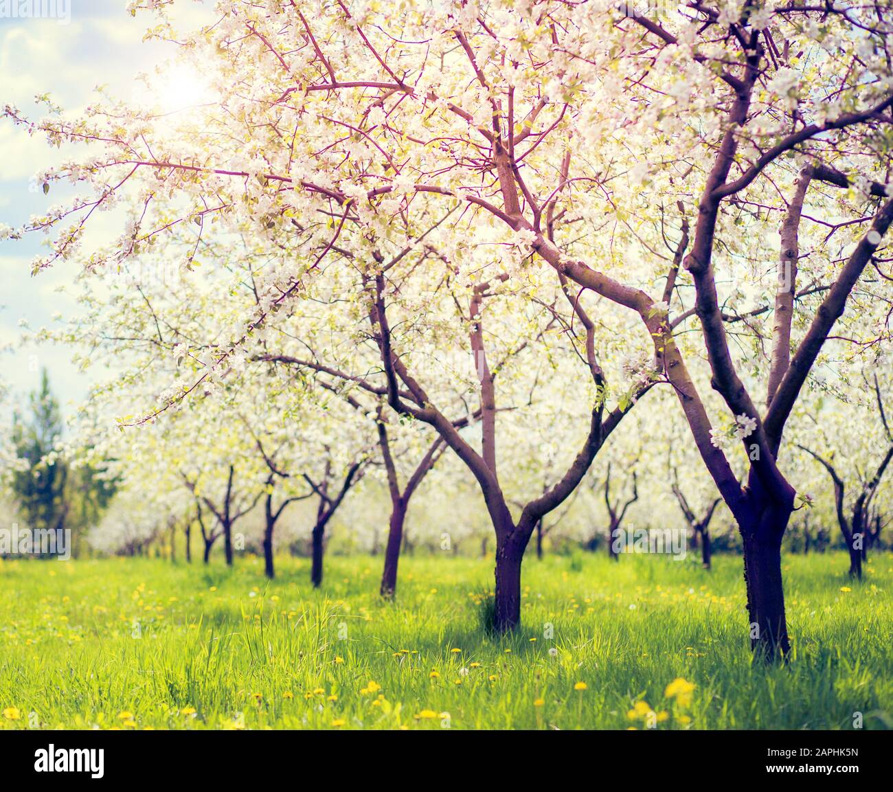 Frutteto di mele in fiore in primavera. Filtro retrò. Effetto Instagram. Ucraina, Europa. Mondo di bellezza. Foto Stock