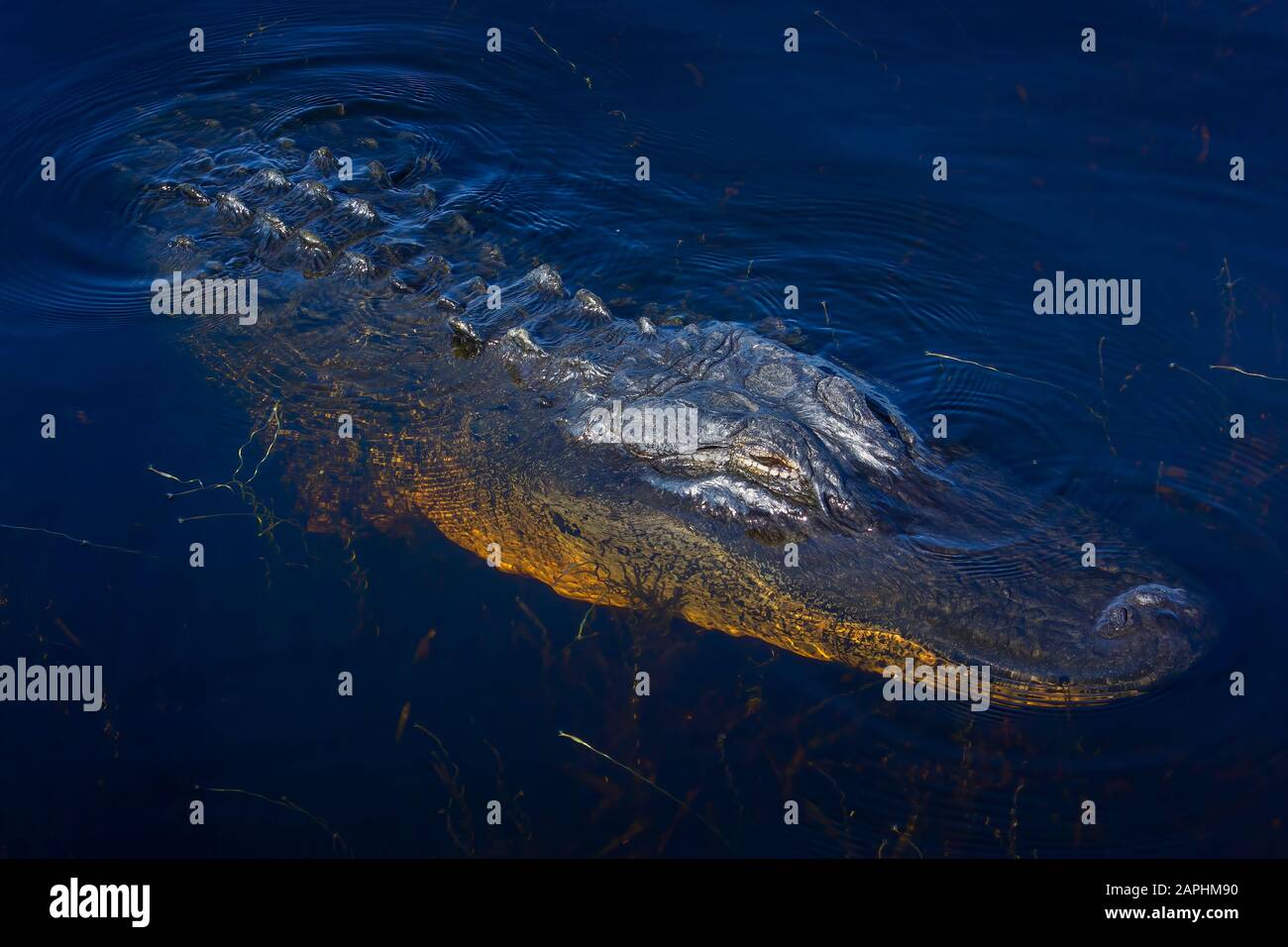 Un grande alligatore americano nuota per il suo closeup nelle Everglades della Florida. Foto Stock