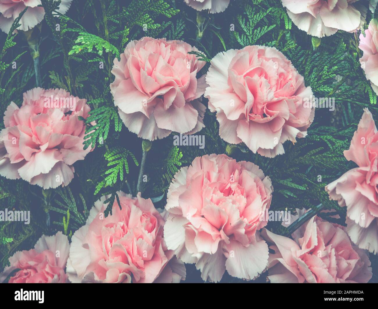 Fiori sfondo con fiori e rosa Foto Stock