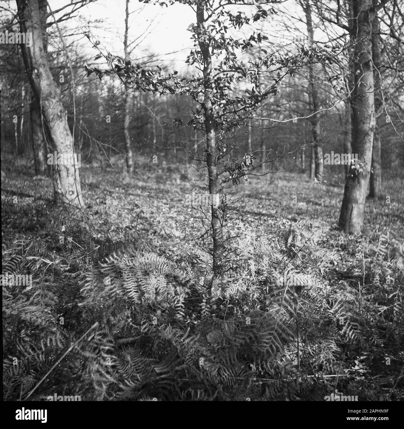 Morente ramoscelli inferiori e corteccia Data: Parole Chiave non date: Selvicoltura, silvicoltura Nome personale: Faggi arbusto Foto Stock