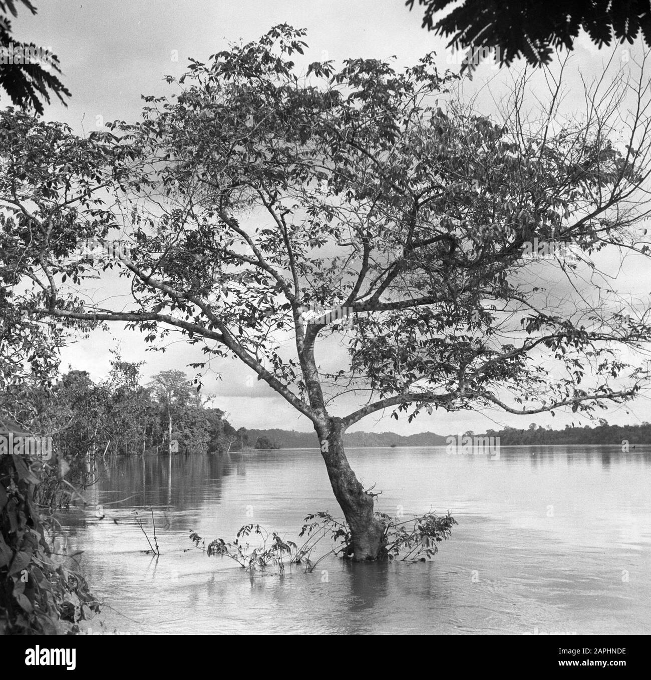 Viaggio in Suriname e Antille Olandesi Descrizione: Il Marowijnerivier in Suriname ad alta acqua Data: 1947 Località: Marowijne, Suriname Parole Chiave: Fiumi Foto Stock
