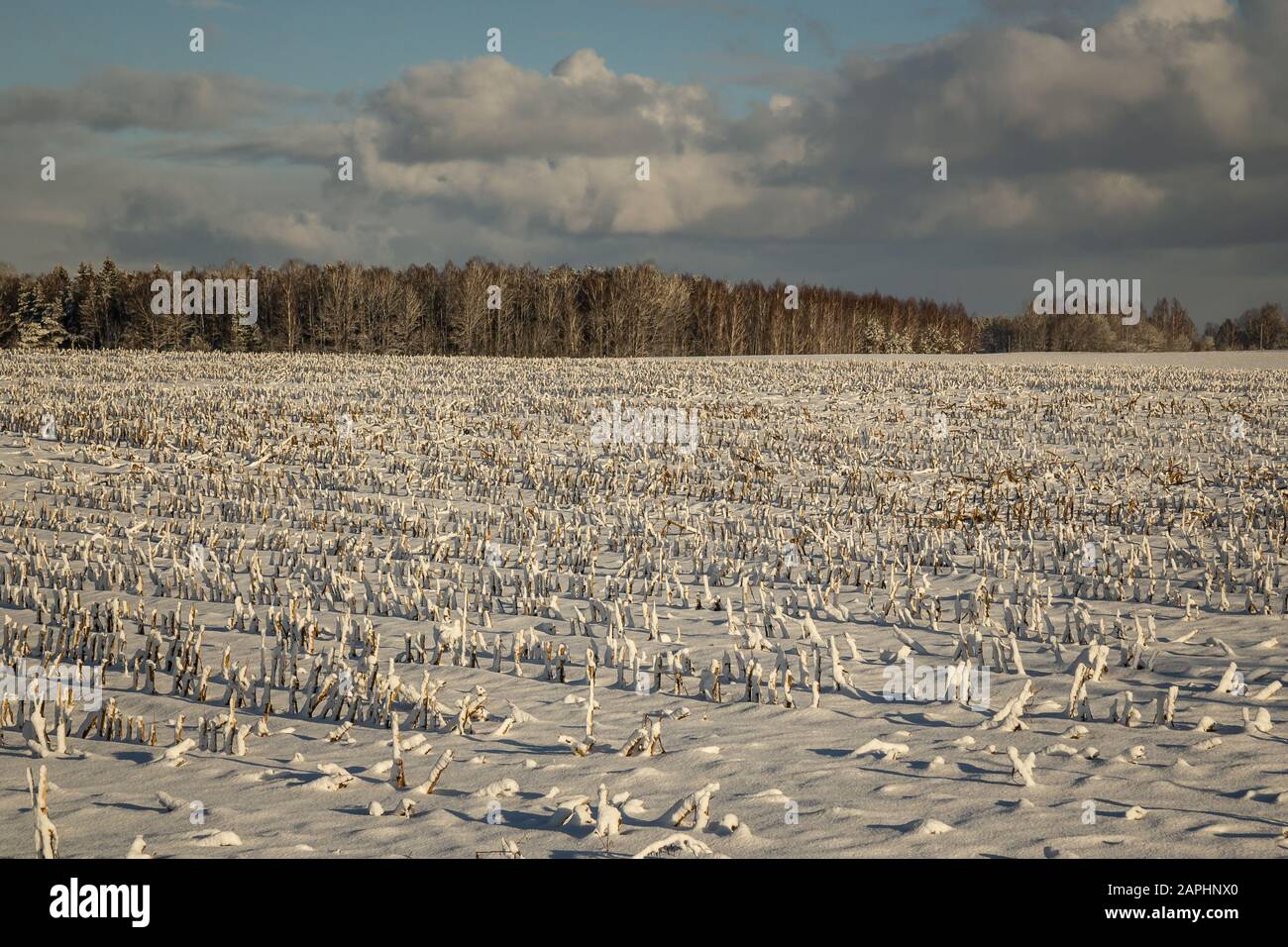 Campo di mais raccolto con neve, prima neve in Lettonia Foto Stock