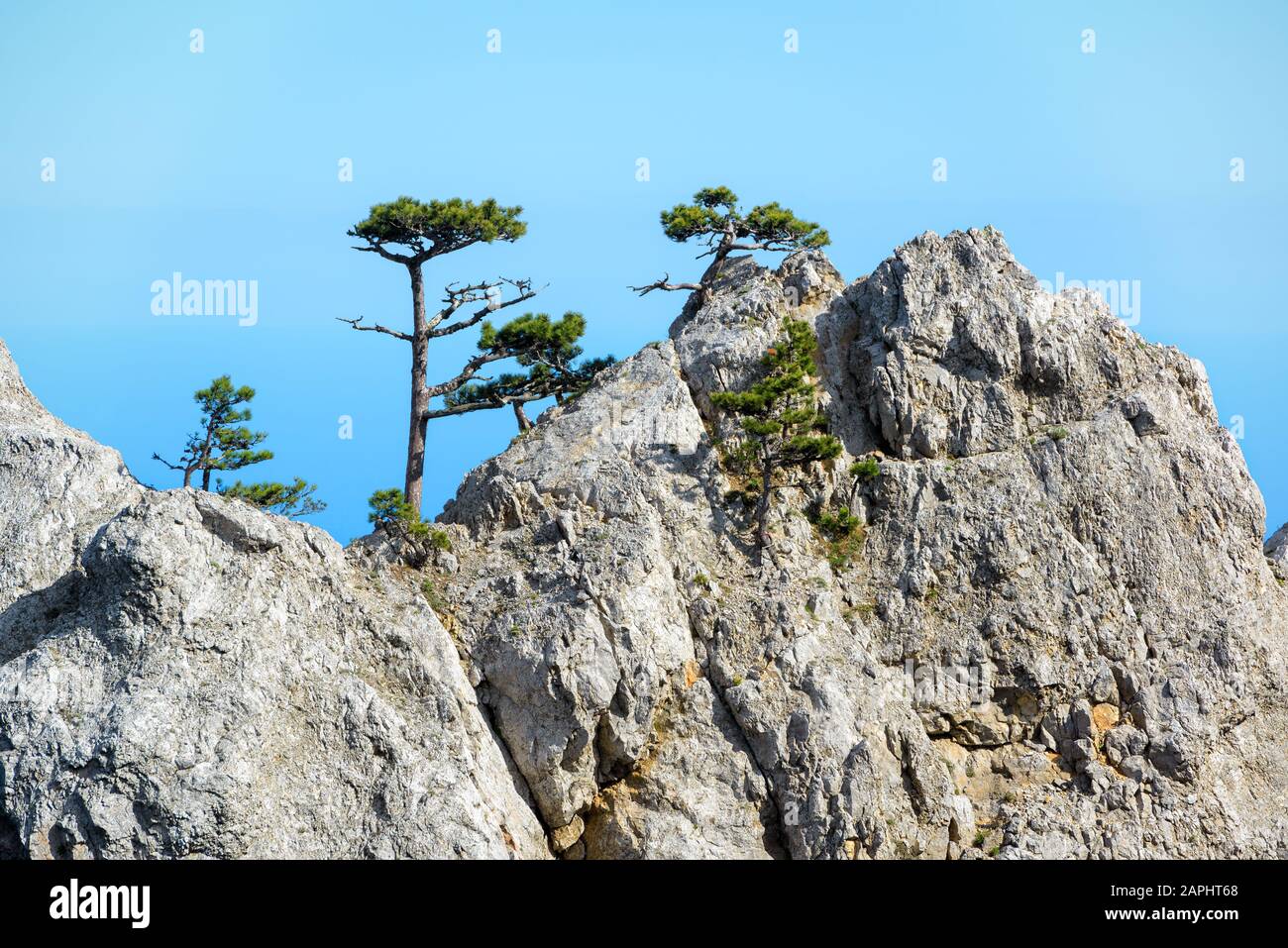 Alberi su una roccia nel Monte ai-Petri. Paesaggio Della Crimea, Russia. Foto Stock