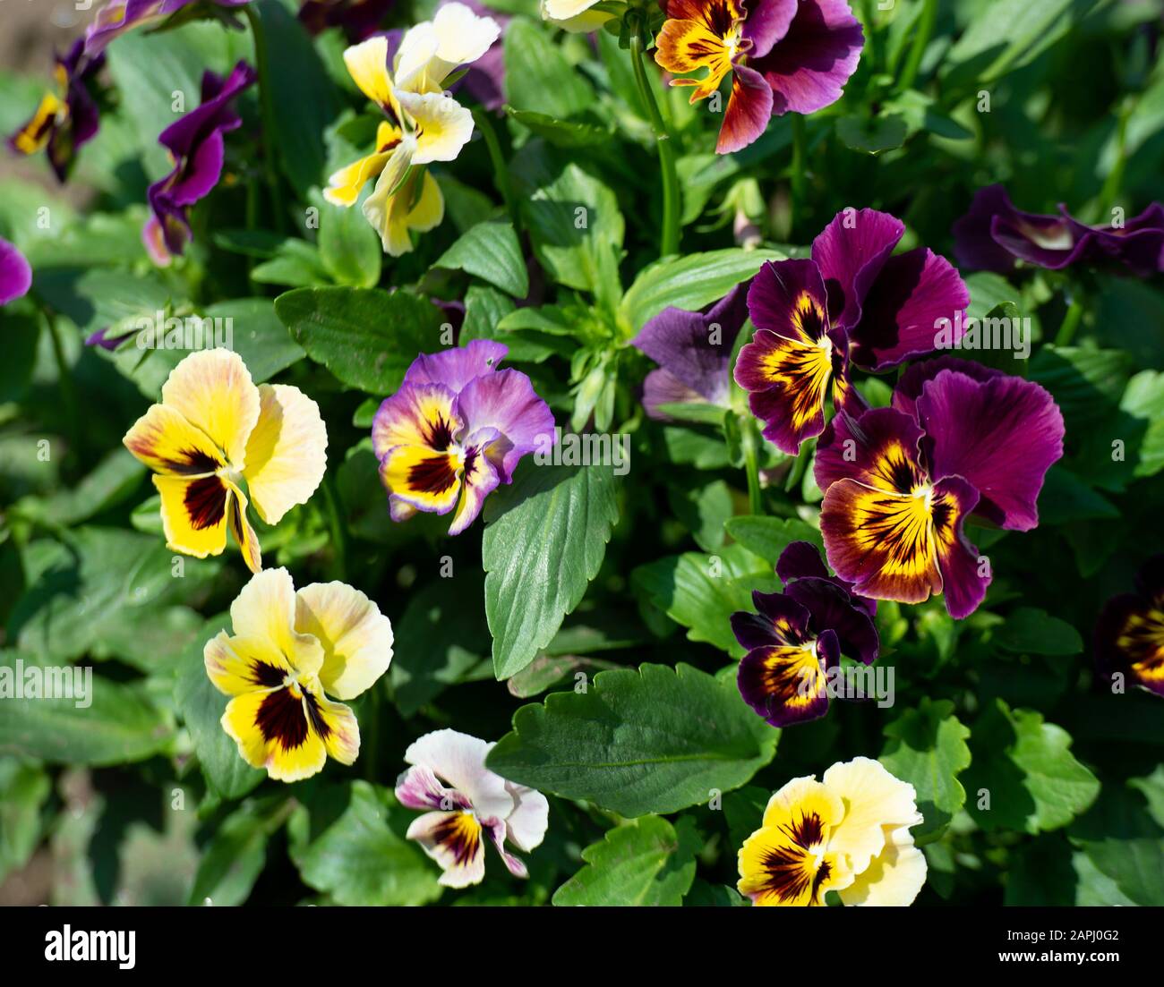 Cornet Viola, pansies cornuti, pansies tufted fioriscono al sole Foto Stock