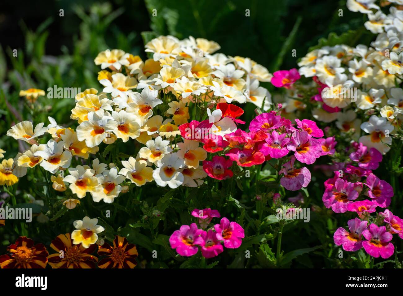 In molti colori Nemesia, Sansatia fiorisce. Questo fiore prende il nome da Nemesis, la dea greca della punizione. Foto Stock