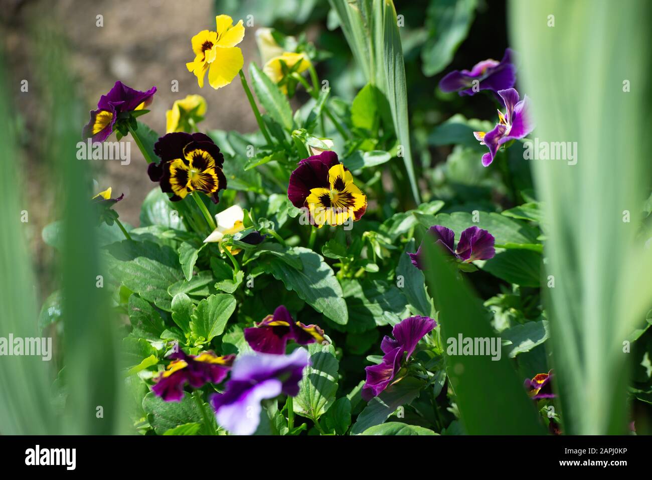 Cornet Viola, pansies cornuti, pansies tufted fioriscono al sole Foto Stock