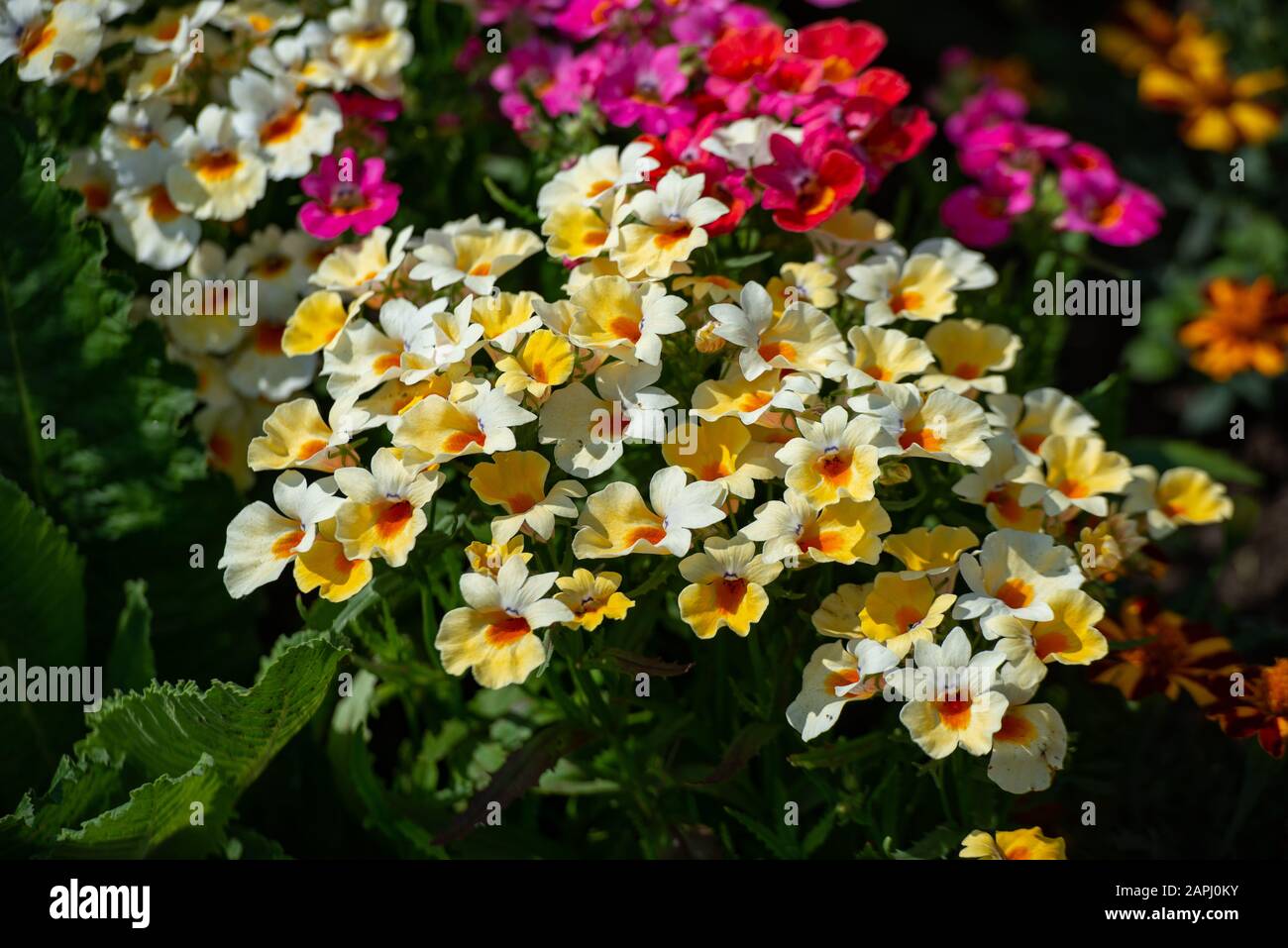 In molti colori Nemesia, Sansatia fiorisce. Questo fiore prende il nome da Nemesis, la dea greca della punizione. Foto Stock