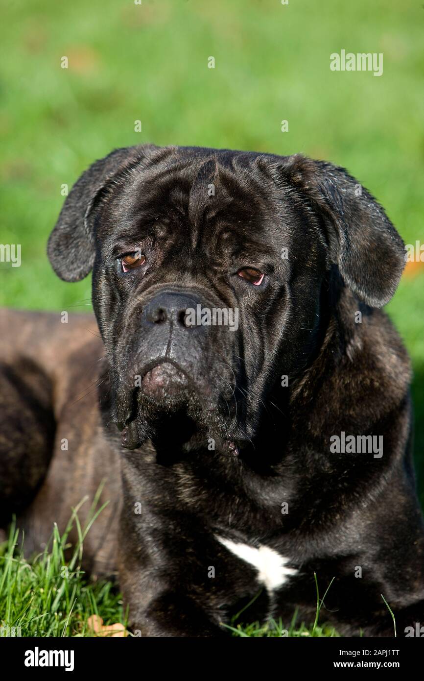 Cane Corso, cane di razza da Italia, Adulti posa sull'erba Foto Stock