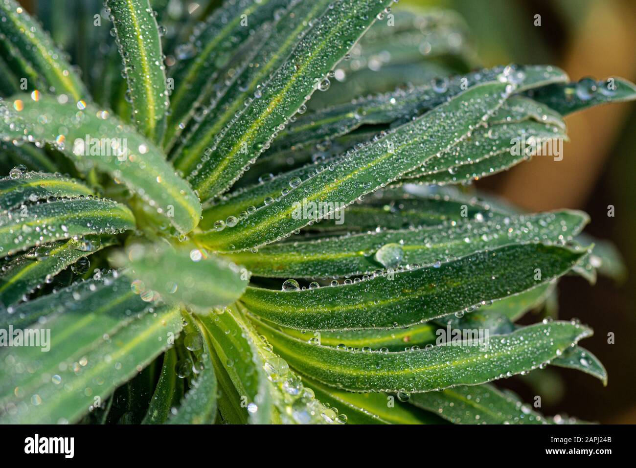 Gocce d'acqua sulle foglie di uno sprone (Euphorbia) Foto Stock