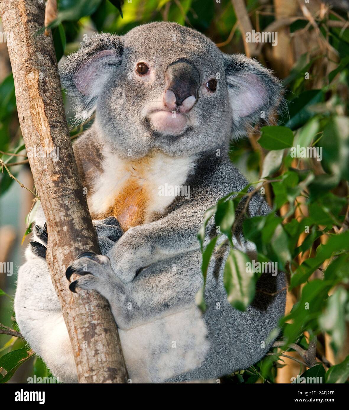 Koala, phascolarctos cinereus, maschio Seduto su Branch Foto Stock