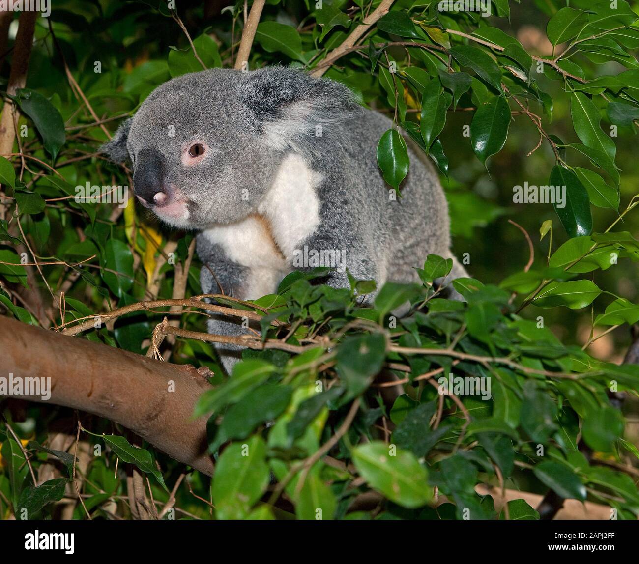 Koala, phascolarctos cinereus, maschio in piedi su Branch Foto Stock